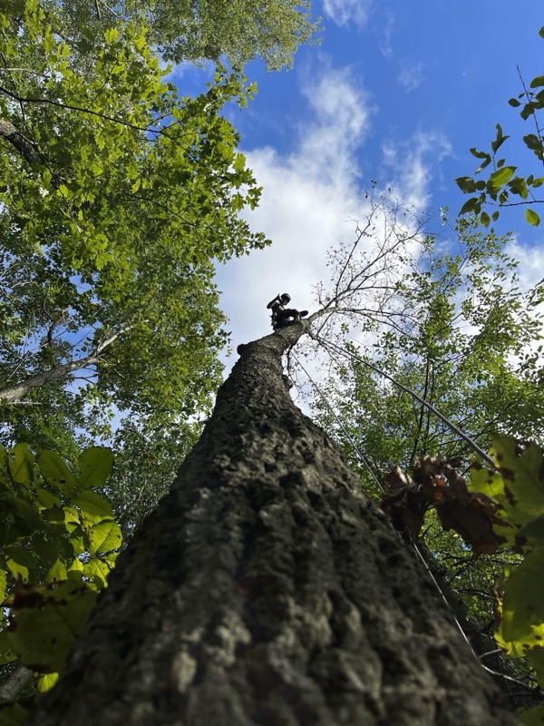 Looking up the trunk of a large hardwood with Paul Johannes ascending on rope near the canopy