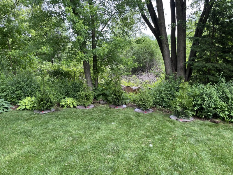 A healthy, lush wooded understory in a backyard with diverse plantings